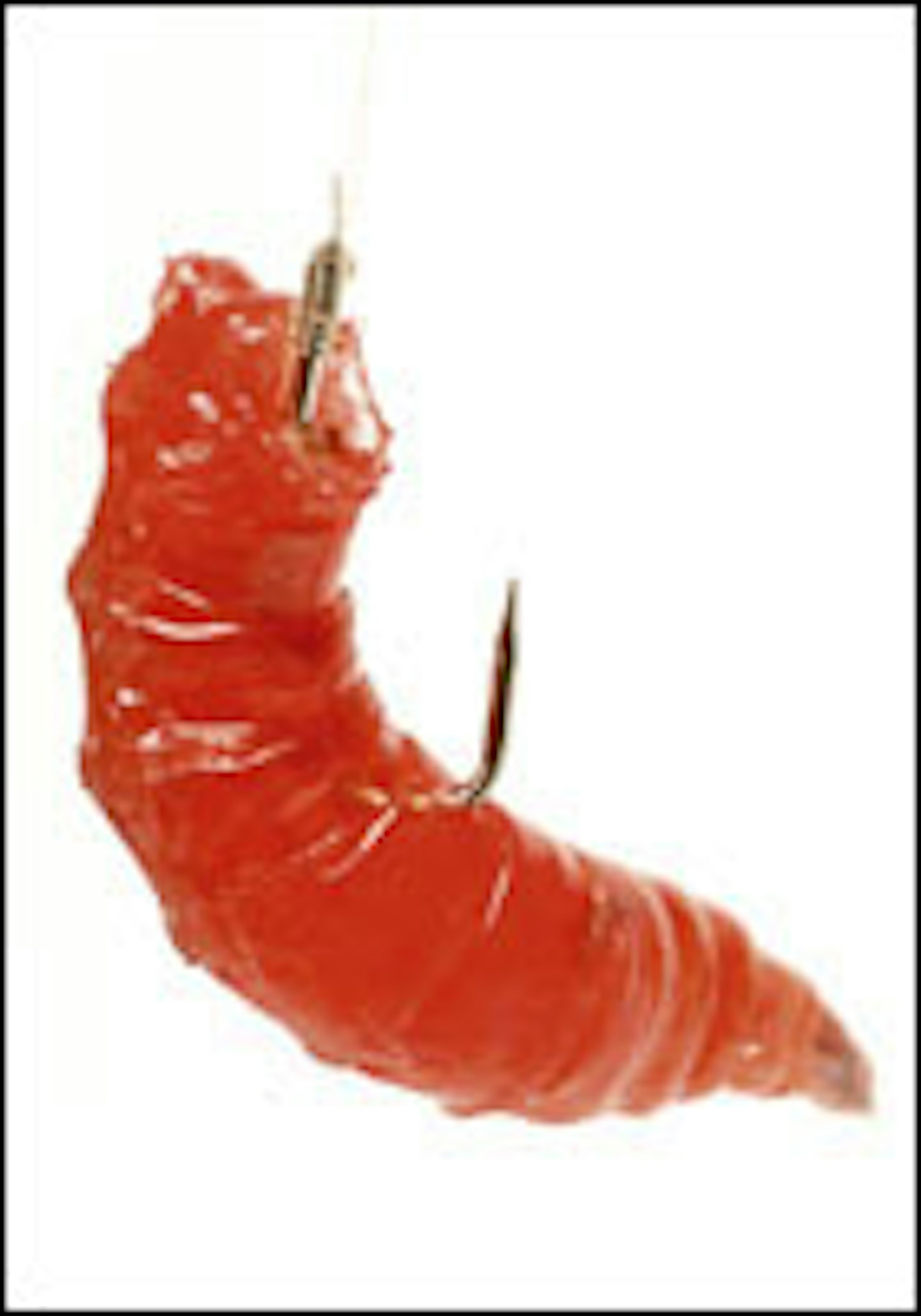 HOW TO HOOK MAGGOTS THE RIGHT WAY Angling Times